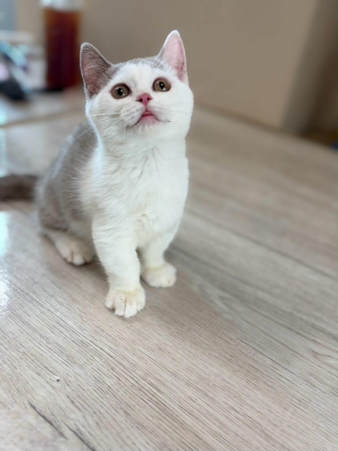 曼赤肯